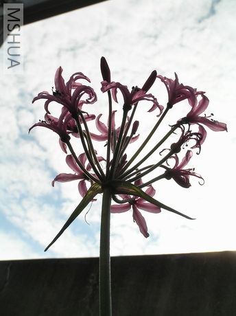 Nerine platypetala10.JPG